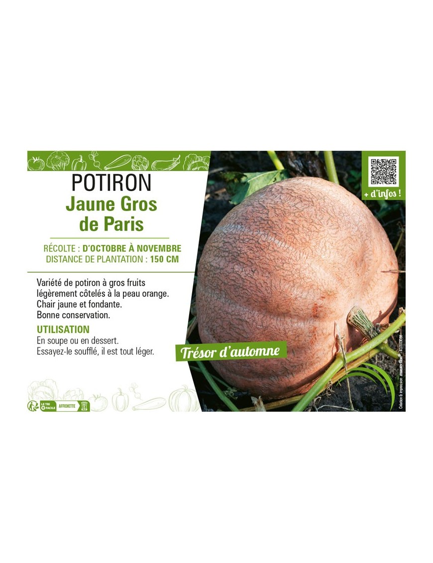 POTIRON JAUNE GROS DE PARIS
