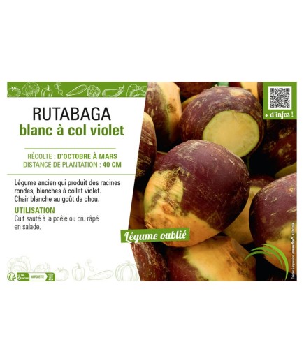 RUTABAGA BLANC À COL VIOLET