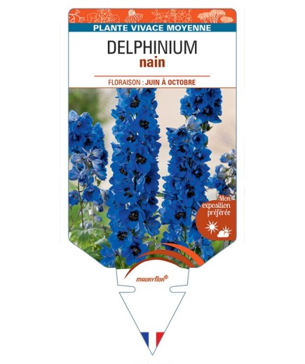 DELPHINIUM nain (bleu foncé à cœur noir)