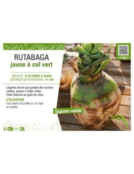 RUTABAGA JAUNE À COL VERT