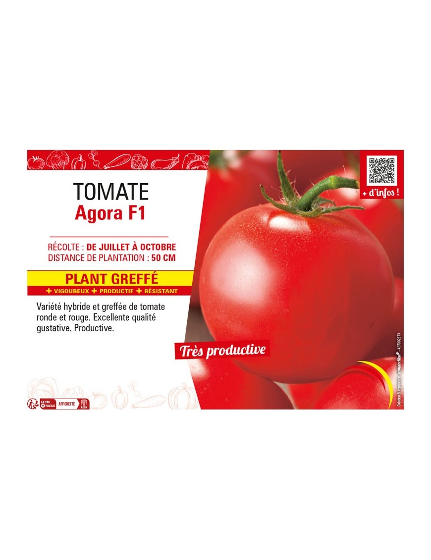 TOMATE AGORA F1 Plant greffé