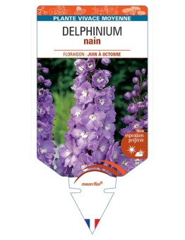 DELPHINIUM nain (rose foncé à cœur blanc)