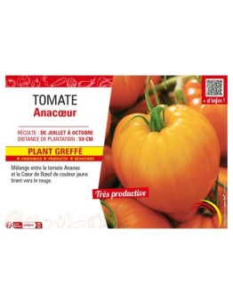 TOMATE ANACŒUR Plant greffé