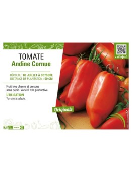 TOMATE ANDINE CORNUE