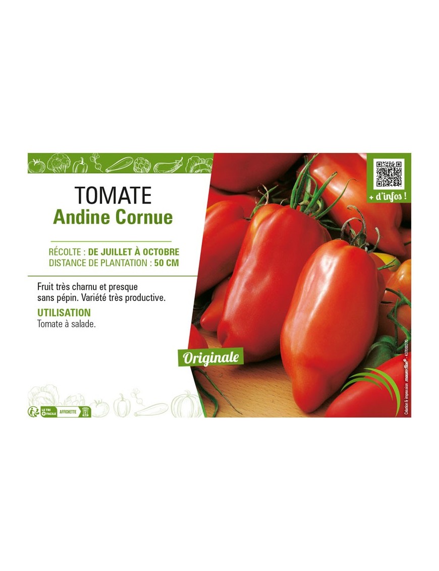 TOMATE ANDINE CORNUE