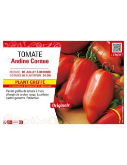 TOMATE ANDINE CORNUE Plant greffé