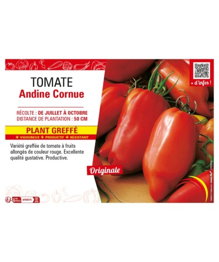 TOMATE ANDINE CORNUE Plant greffé