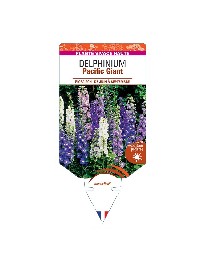 DELPHINIUM Pacific Giant