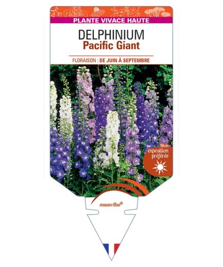 DELPHINIUM Pacific Giant