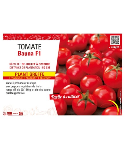 TOMATE BAUNA F1 Plant greffé