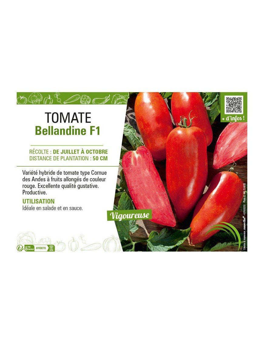 TOMATE BELLANDINE F1