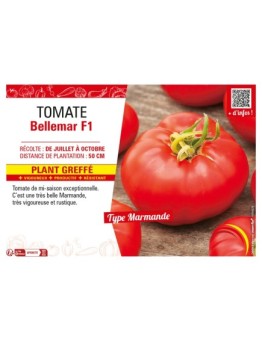 TOMATE BELLEMAR F1 Plant greffé