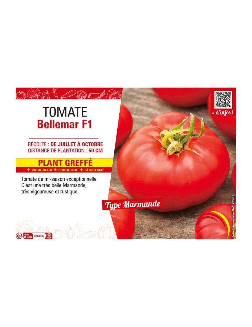 TOMATE BELLEMAR F1 Plant greffé