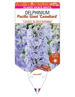 DELPHINIUM Pacific Giant CAMELIARD