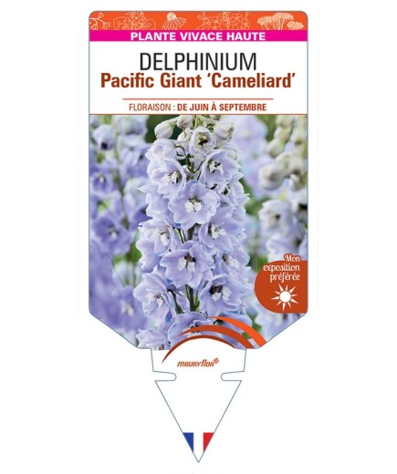 DELPHINIUM Pacific Giant CAMELIARD