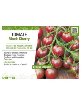 TOMATE BLACK CHERRY