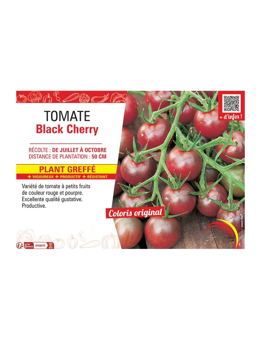 TOMATE BLACK CHERRY Plant greffé