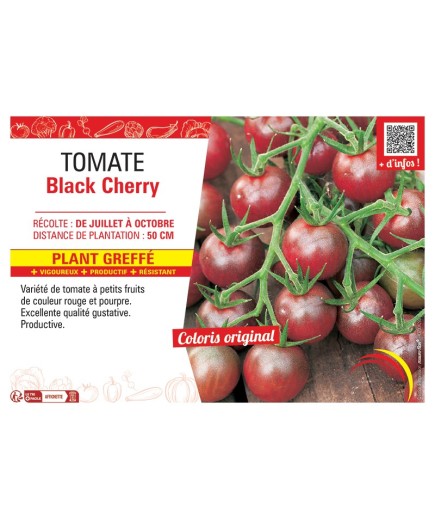 TOMATE BLACK CHERRY Plant greffé