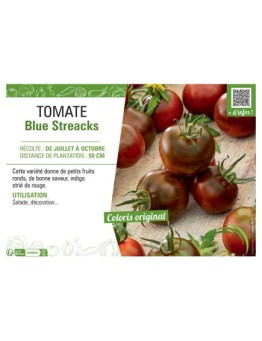 TOMATE BLUE STREACKS