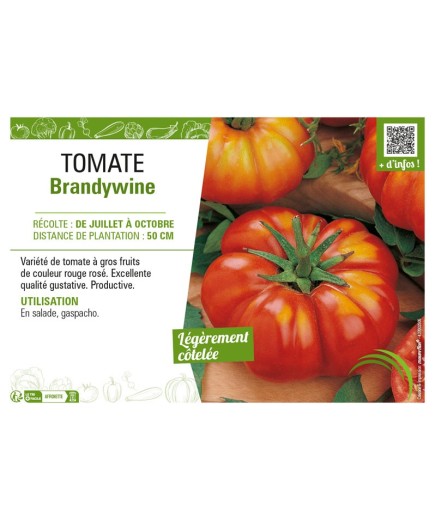 TOMATE BRANDYWINE
