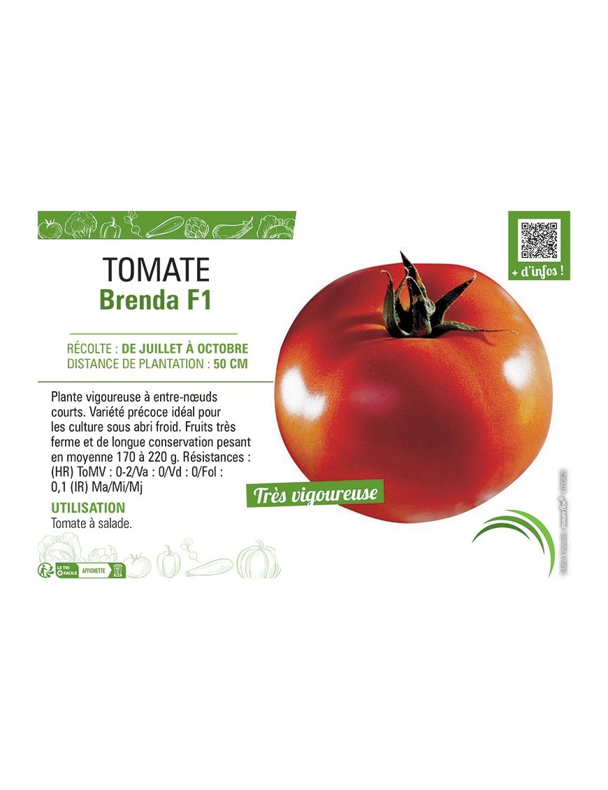 TOMATE BRENDA F1