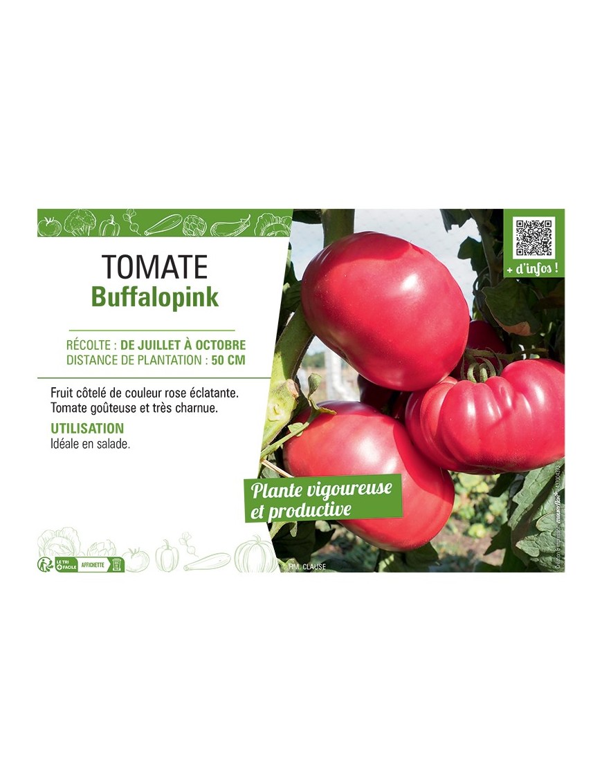 TOMATE BUFFALOPINK