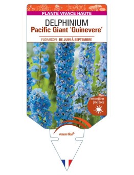 DELPHINIUM Pacific Giant GUINEVERE