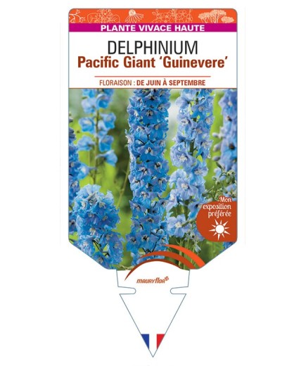 DELPHINIUM Pacific Giant GUINEVERE