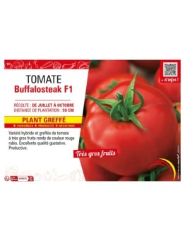 TOMATE BUFFALOSTEACK F1 Plant greffé