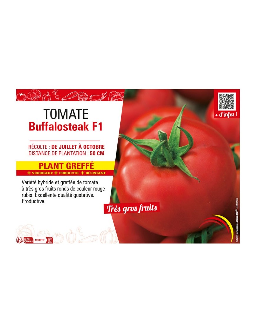 TOMATE BUFFALOSTEACK F1 Plant greffé