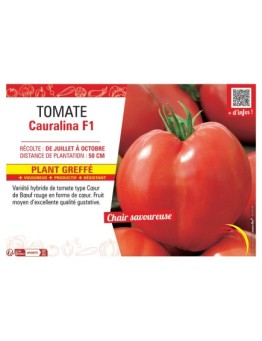 TOMATE CAURALINA F1 Plant greffé