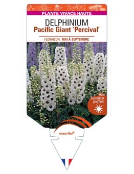 DELPHINIUM Pacific Giant Percival