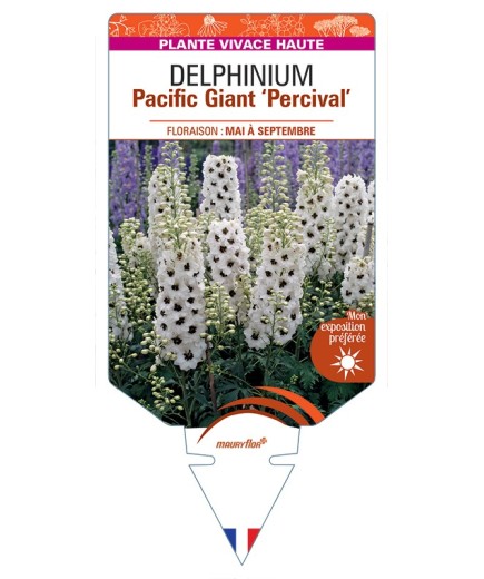 DELPHINIUM Pacific Giant Percival