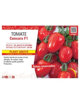 TOMATE CENCARA F1 Plant greffé