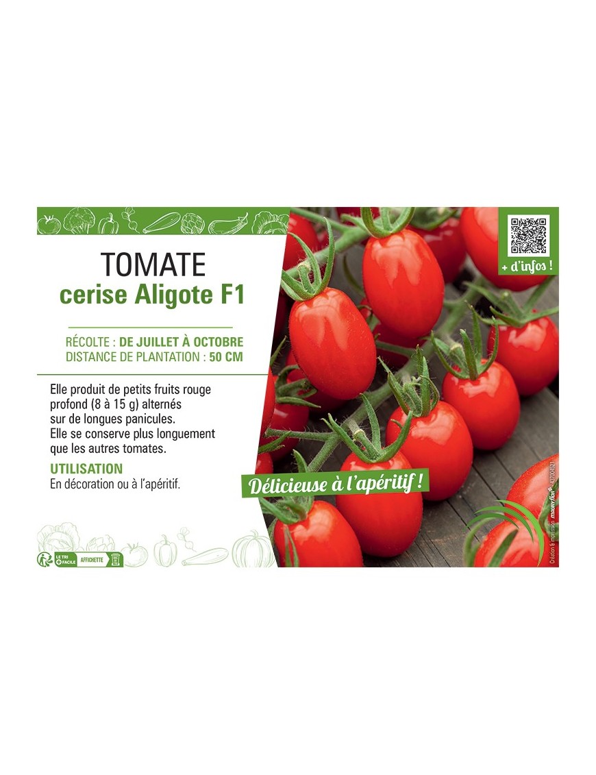 TOMATE CERISE ALIGOTE F1