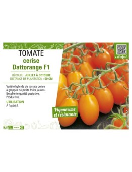TOMATE CERISE DATTORANGE F1