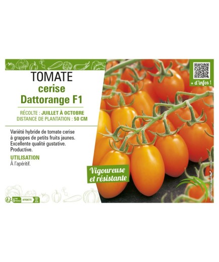 TOMATE CERISE DATTORANGE F1