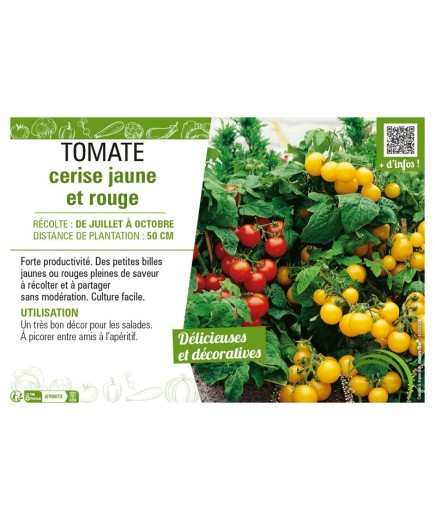TOMATE CERISE JAUNE ET ROUGE
