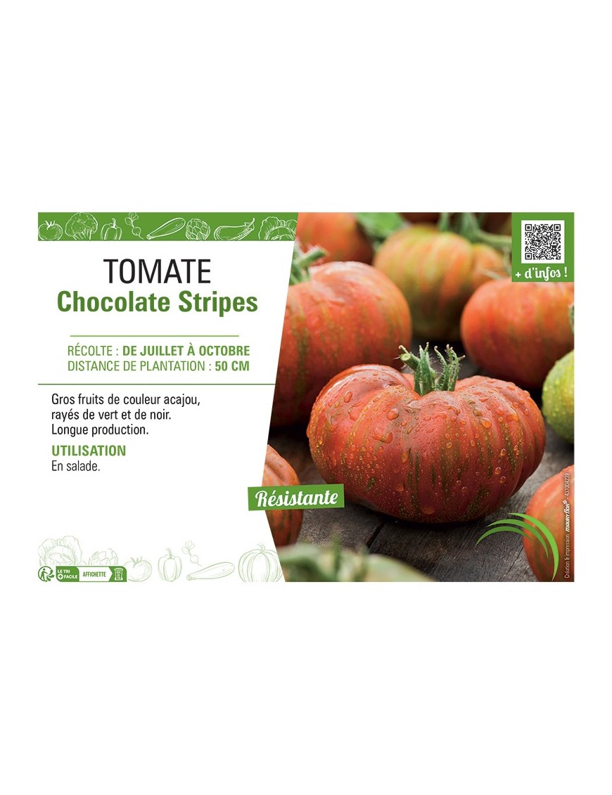 TOMATE CHOCOLATE Stripes
