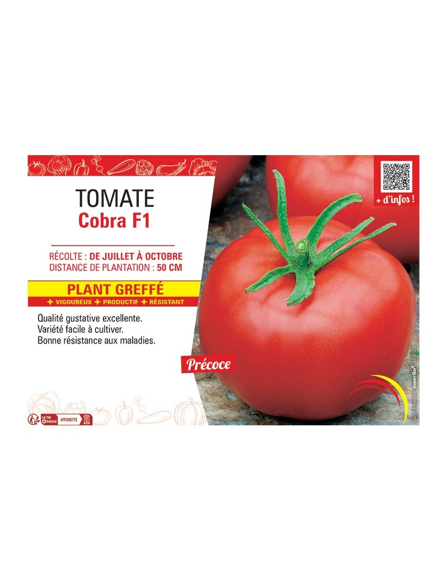 TOMATE COBRA F1 Plant greffé
