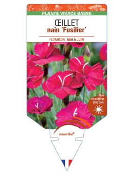 DIANTHUS alpinus Fusilier voir Œillet nain