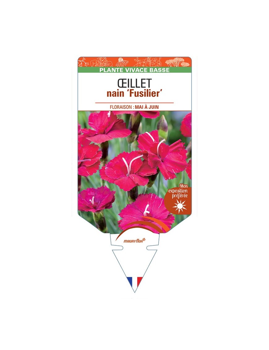 DIANTHUS alpinus Fusilier voir Œillet nain