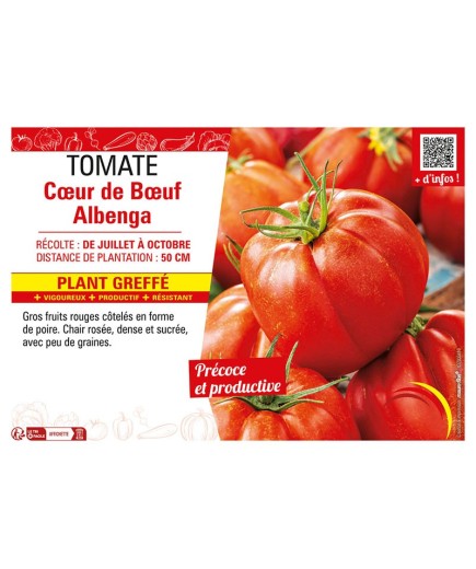TOMATE CŒUR DE BŒUF ALBENGA Plant greffé