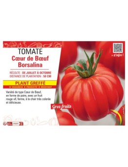 TOMATE CŒUR DE BŒUF BORSALINA Plant greffé