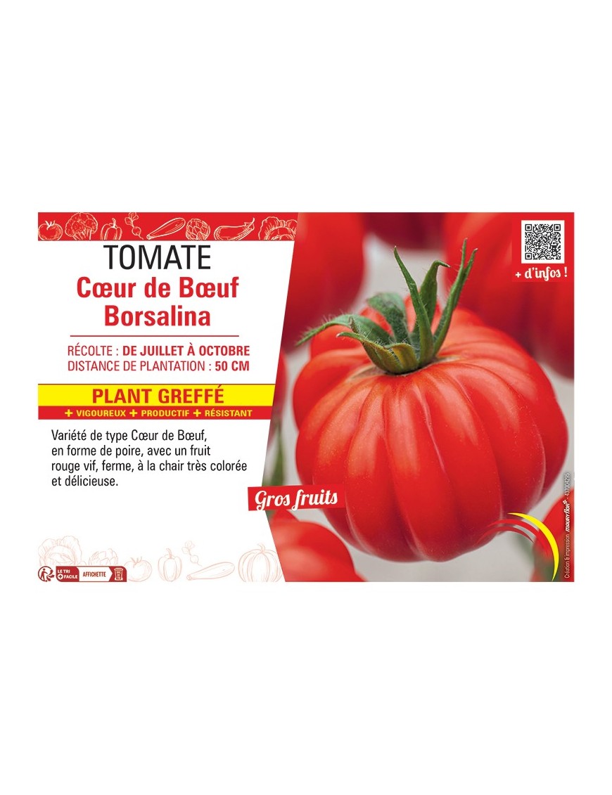 TOMATE CŒUR DE BŒUF BORSALINA Plant greffé