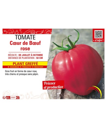 TOMATE CŒUR DE BŒUF ROSE Plant greffé