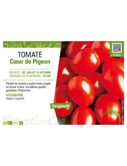 TOMATE CŒUR DE PIGEON