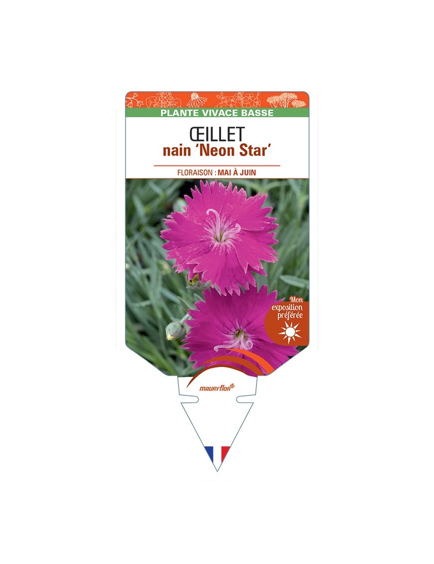 DIANTHUS alpinus Neon Star voir Œillet nain