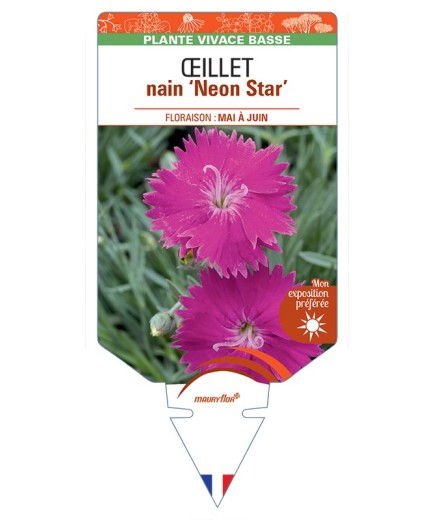DIANTHUS alpinus Neon Star voir Œillet nain