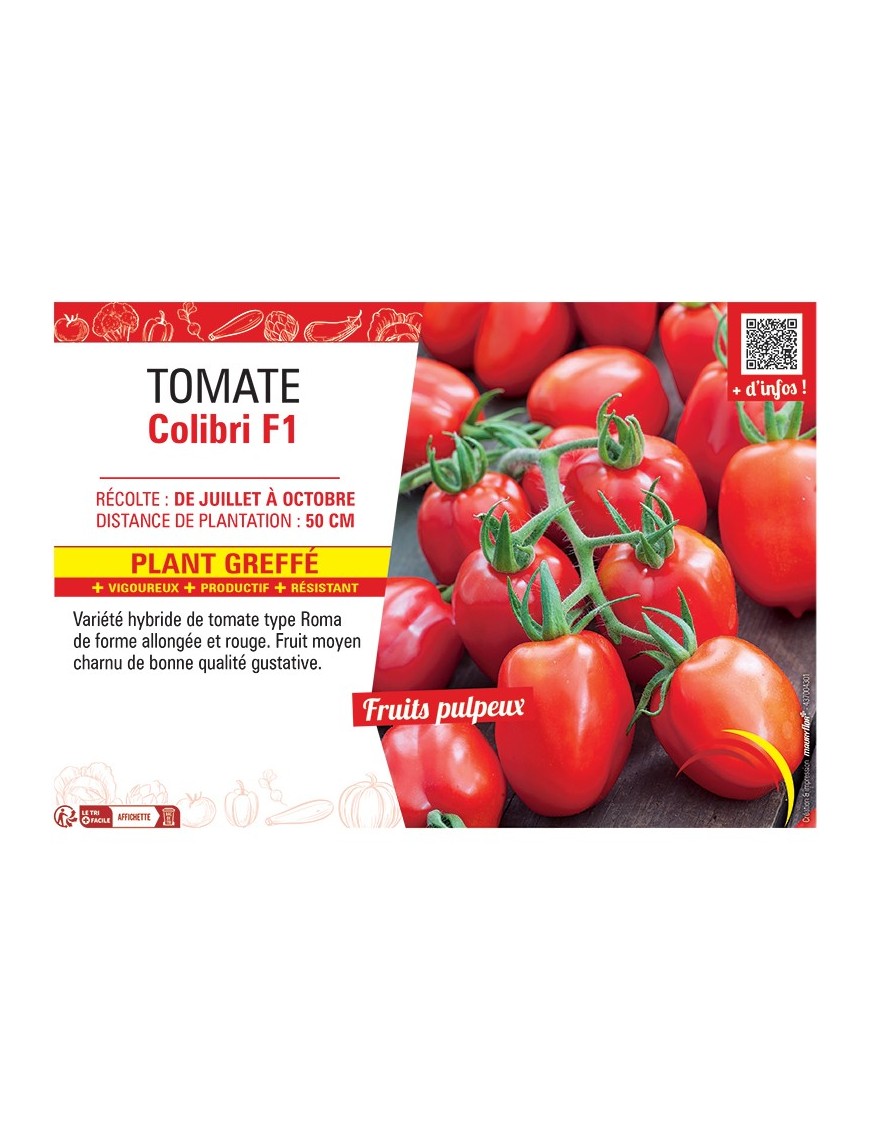TOMATE COLIBRI F1 Plant greffé